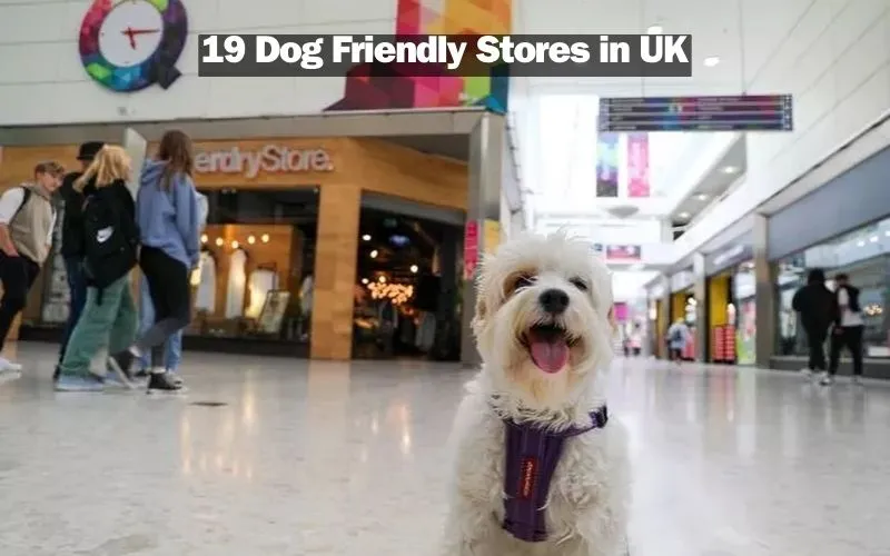 19 Dog Friendly Stores UK