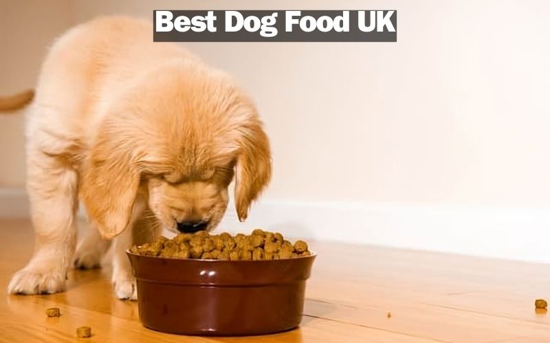 Best Dog Food UK