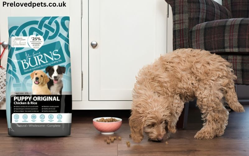 Best Dog Food UK: Burns Pet Nutrition