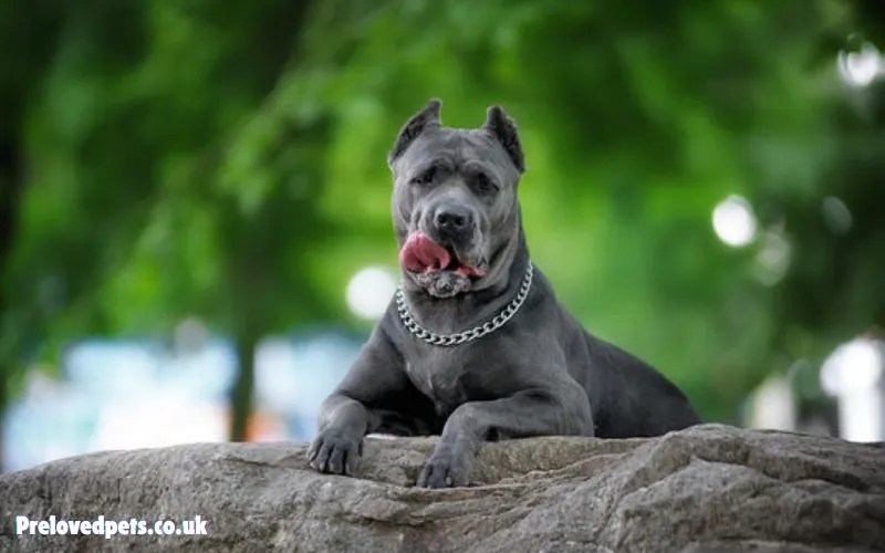 Blue Cane Corso