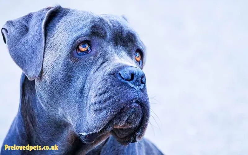 Blue Cane Corso