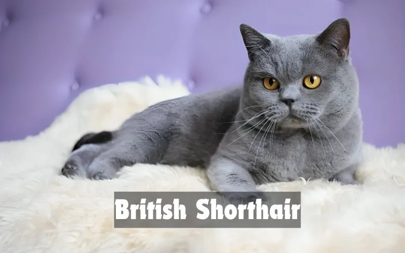 British Shorthair Care and Maintenance