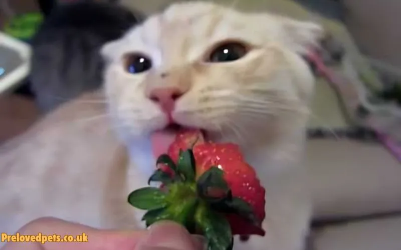 Can Cats Eat Strawberries