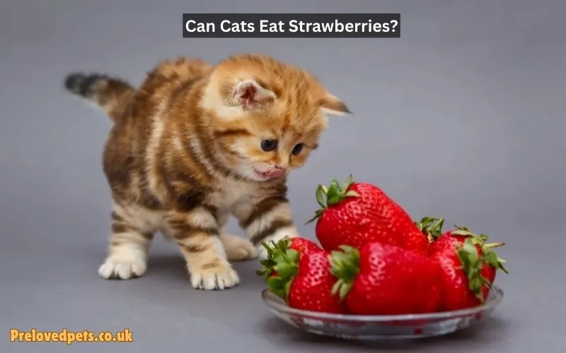 Can Cats Eat Strawberries