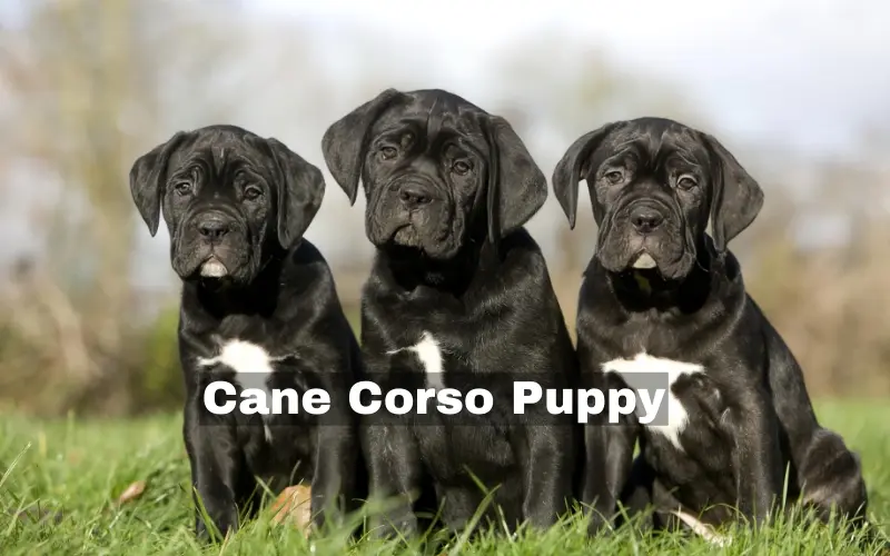 Cane Corso Puppy