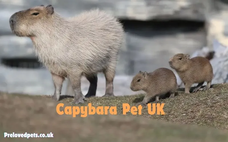 Capybara Pet UK