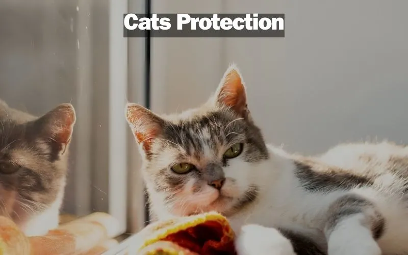 Cats Protection