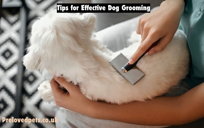 Tips for Effective Dog Grooming