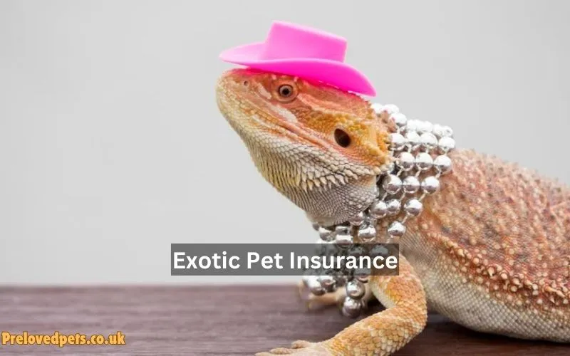 Exotic Pet Insurance