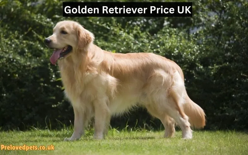 Golden Retriever Price UK