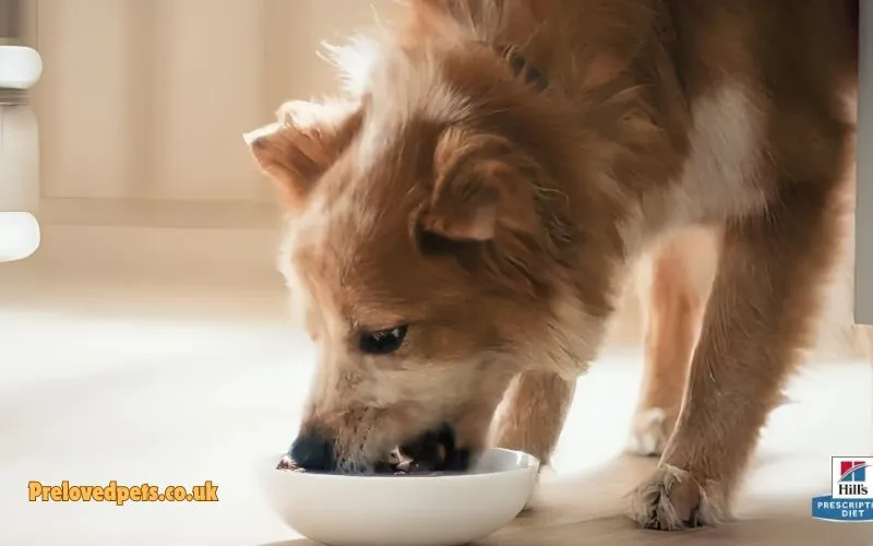 Hills Dog Food: Preloved Pets