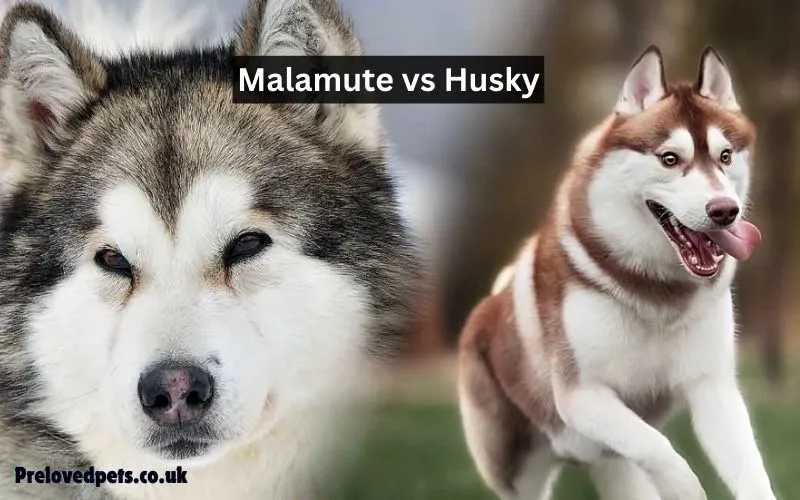 Malamute vs Husky