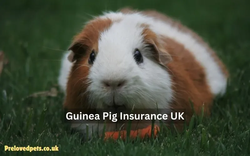 Guinea Pig Insurance UK