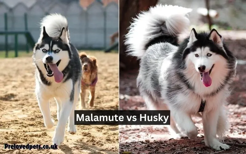 Malamute vs Husky