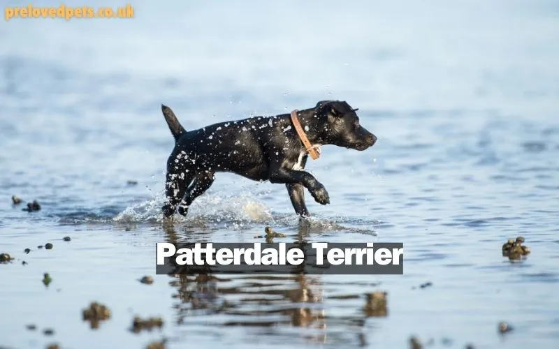 Patterdale Terrier