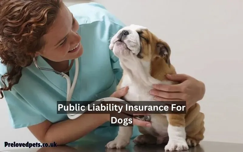 Public Liability Insurance For Dogs