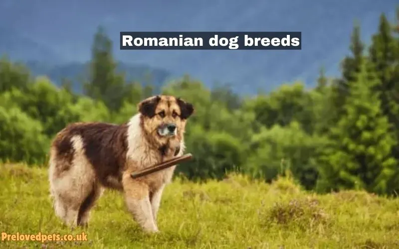 Romanian dog breeds