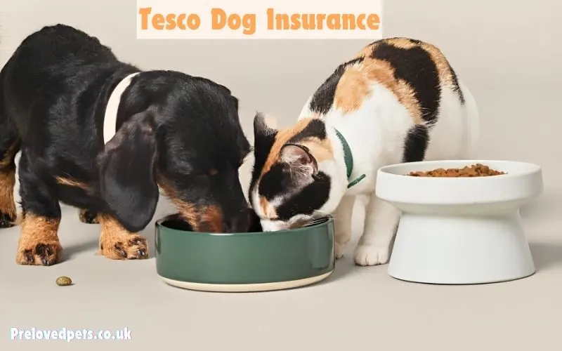 Tesco Dog Insurance