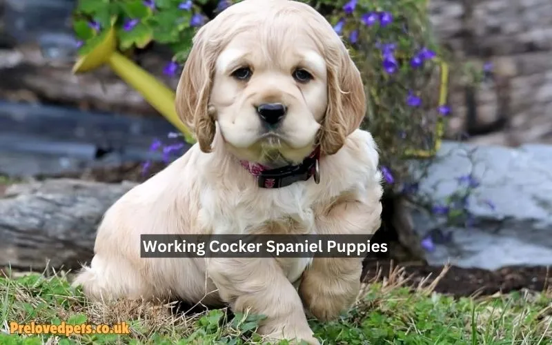 Working Cocker Spaniel Puppies