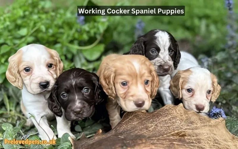 Working Cocker Spaniel Puppies