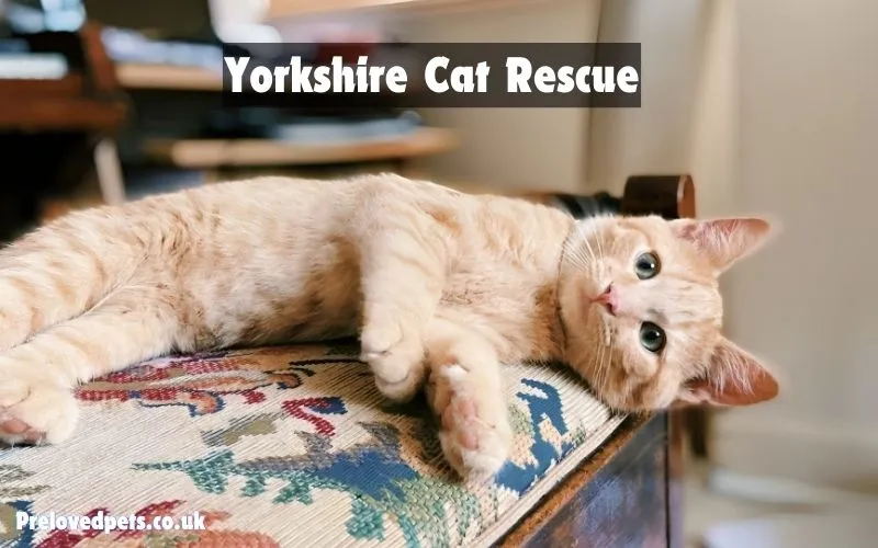 Yorkshire Cat Rescue