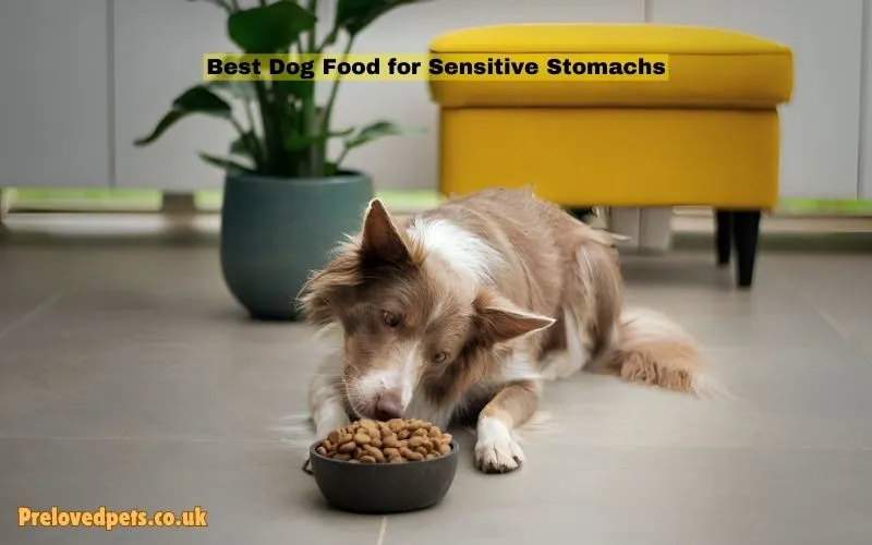 best dog food for sensitive stomachs