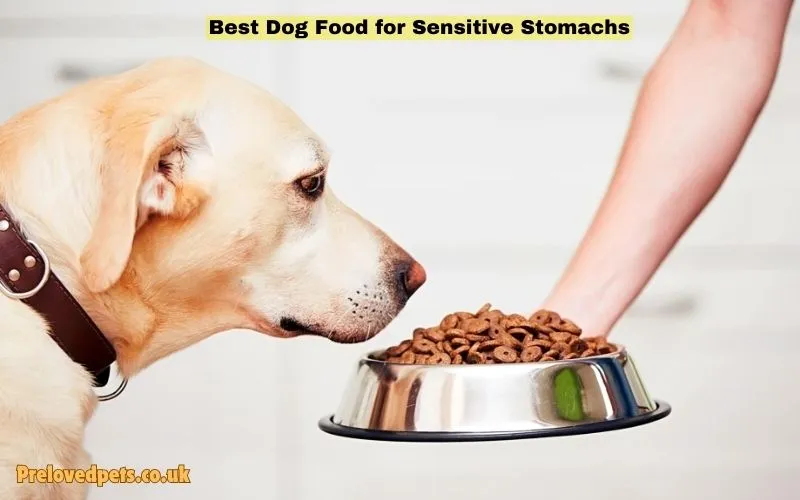 Best Dog Food for Sensitive Stomachs