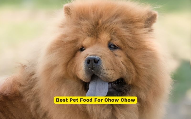 Best Pet Food for Chow Chow