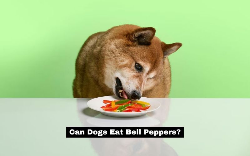 Can Dogs Eat Bell Peppers