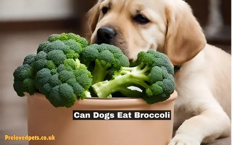 Can Dogs Eat Broccoli