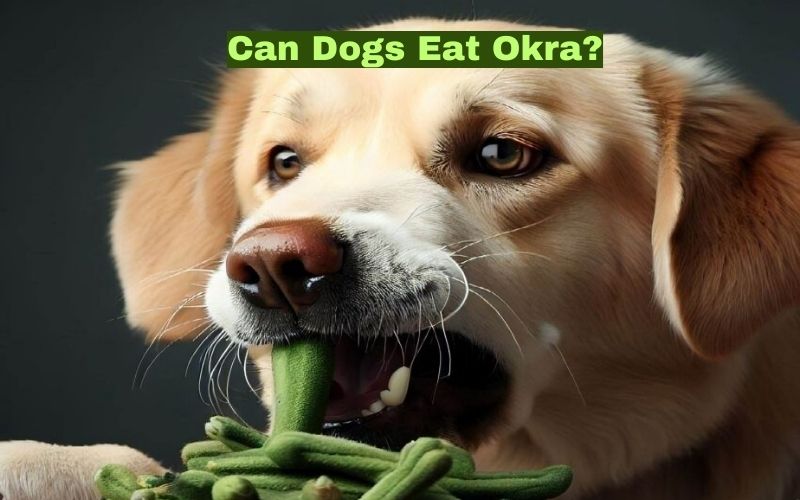 Can Dogs Eat Okra