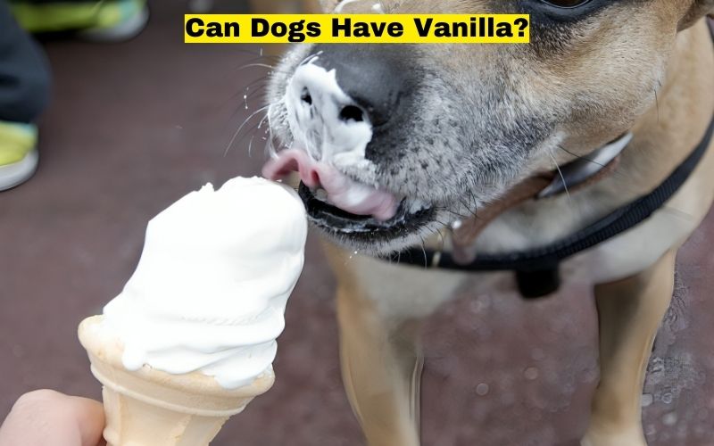 Can Dogs Have Vanilla