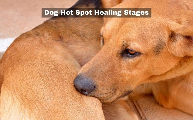 Dog Hot Spot Healing Stages