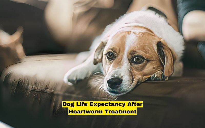 Dog Life Expectancy After Heartworm Treatment