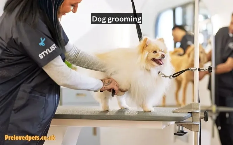 Dog grooming Near Me