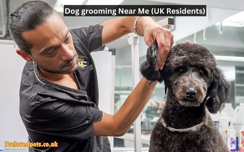 Dog grooming Near Me