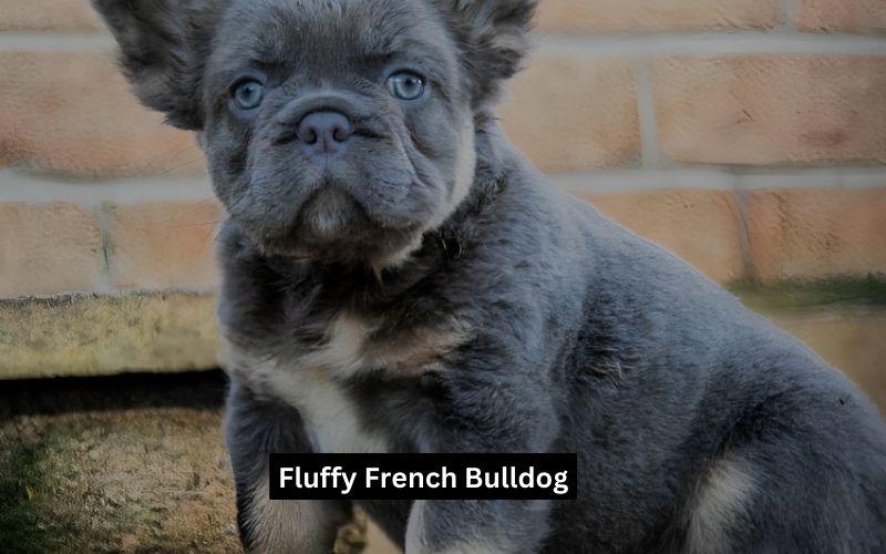 Fluffy French Bulldog