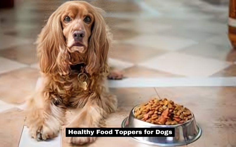 Healthy Food Toppers for Dogs