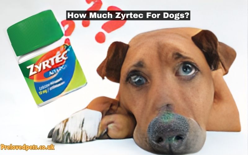 How Much Zyrtec For Dogs