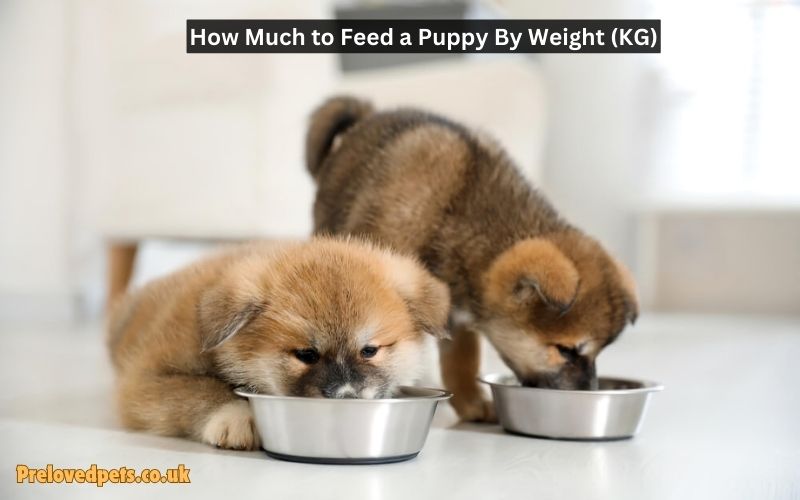 How Much to Feed a Puppy by Weight (kg)