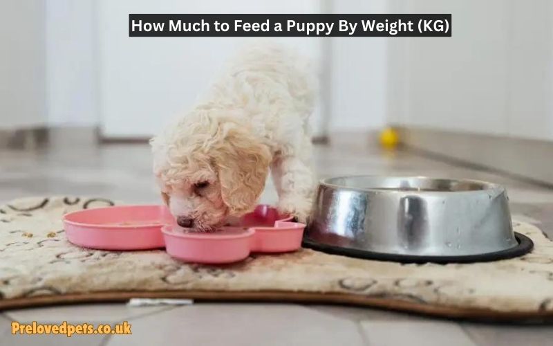 How Much to Feed a Puppy by Weight (kg)