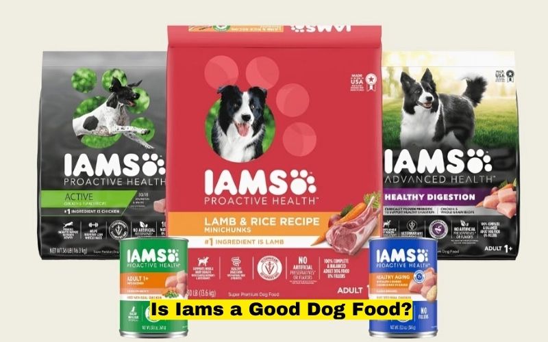 Is Iams a Good Dog Food