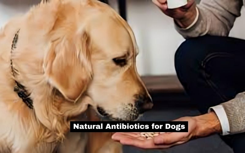 Natural Antibiotics for Dogs