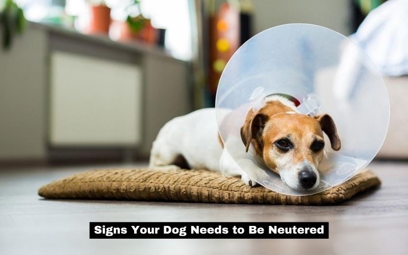 Signs Your Dog Needs to Be Neutered