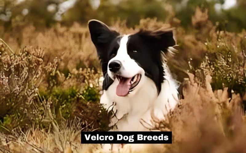 Velcro Dog Breeds