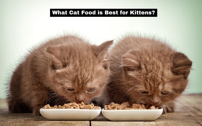 What Cat Food is Best for Kittens