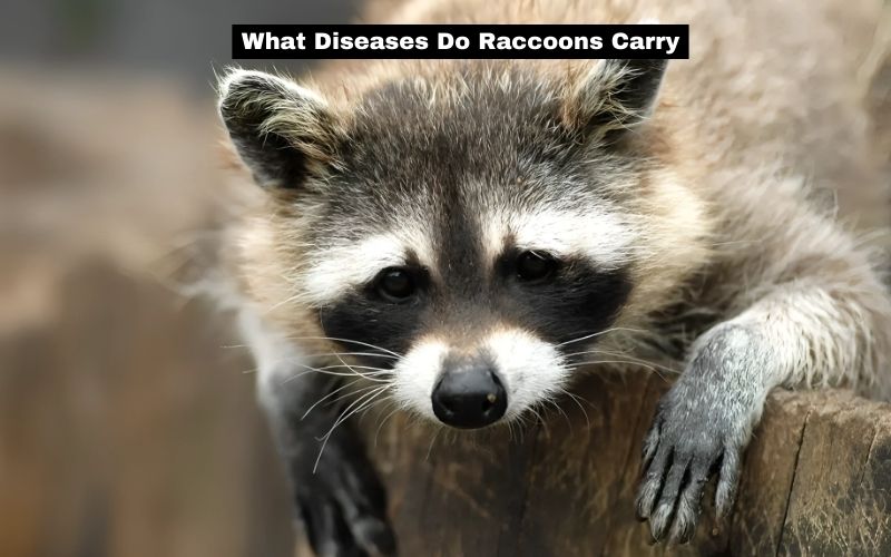 What Diseases Do Raccoons Carry