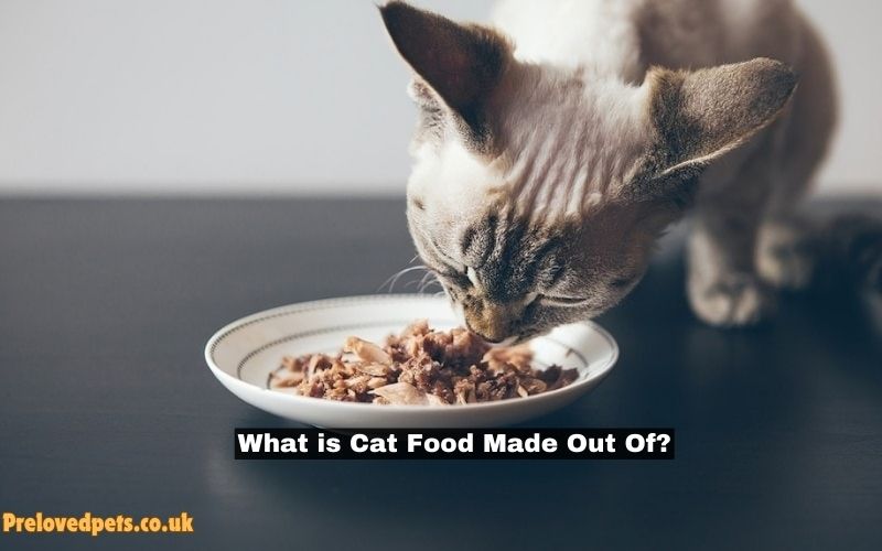 What is Cat Food Made Out Of