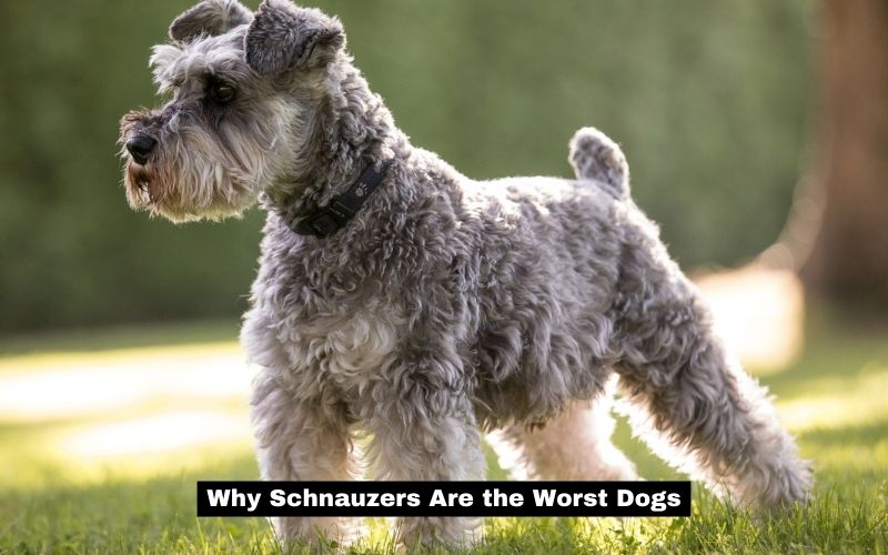 Why Schnauzers Are the Worst Dogs