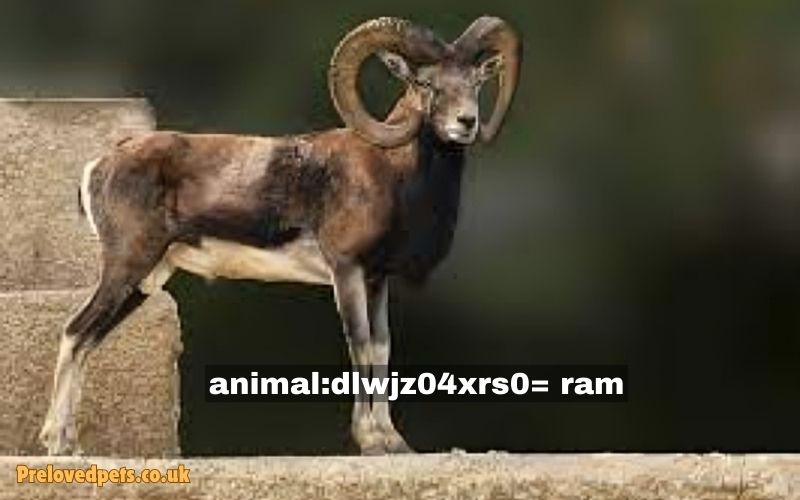 Animal:Dlwjz04xrs0= Ram